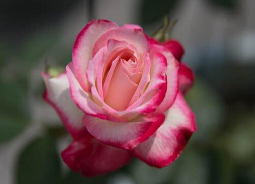 摩洛哥公爵是藤本还是灌木