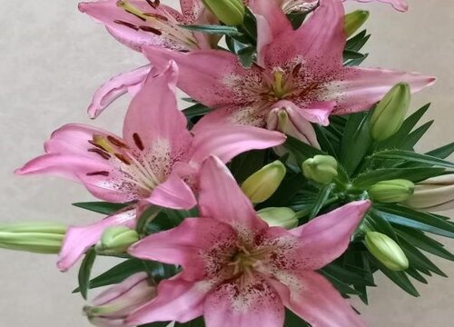 盆栽百合花开败后怎么养护