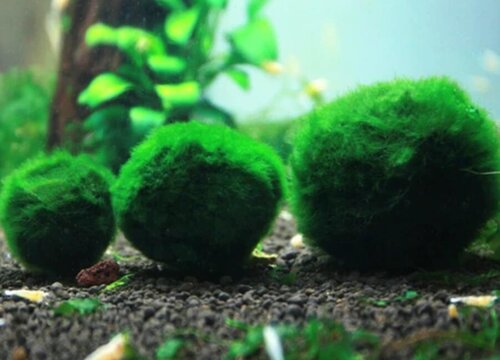 绿藻球怎么繁殖