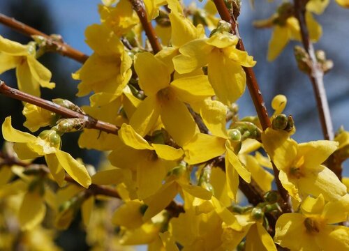 连翘的种植方法及条件