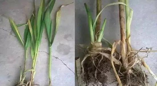 小麦纹枯病防治方法与关键措施