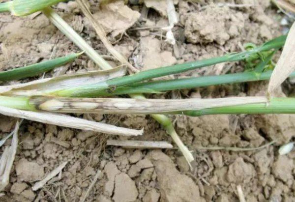 小麦纹枯病防治方法与关键措施