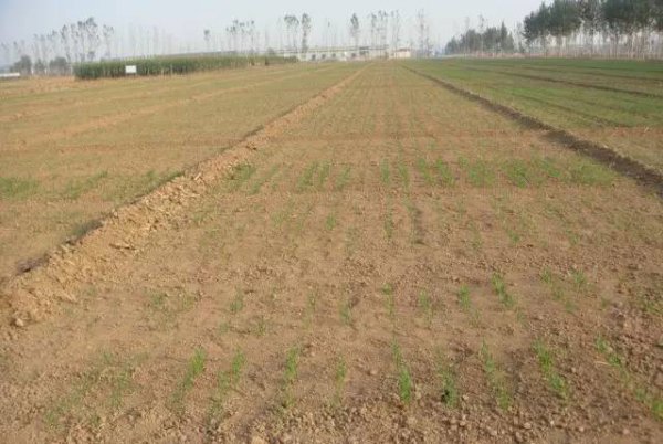 小麦纹枯病防治方法与关键措施