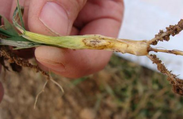 小麦纹枯病防治方法与关键措施