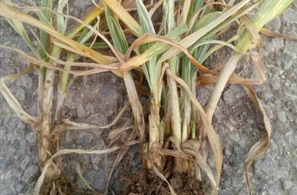 小麦纹枯病防治方法与关键措施