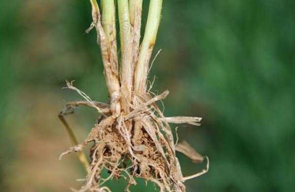 小麦纹枯病防治方法与关键措施