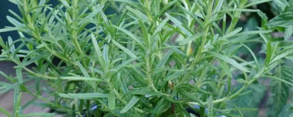 迷迭香能不能在室内种