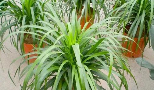 龙血树的寓意与风水作用