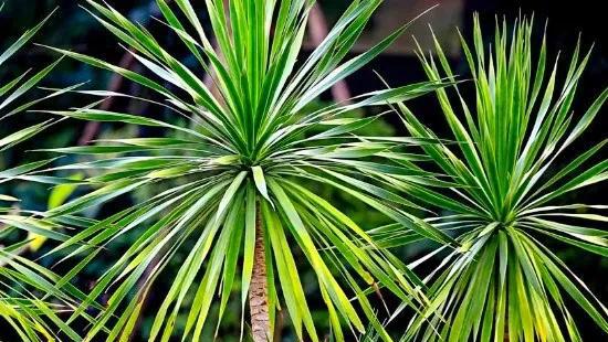 龙血树的寓意与风水作用