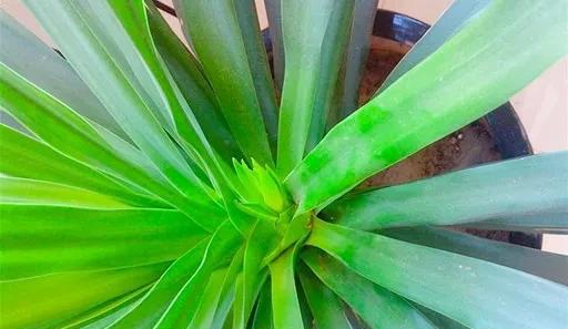 龙血树的寓意与风水作用