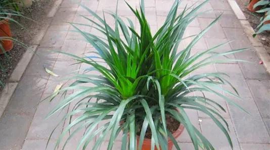 龙血树的寓意与风水作用