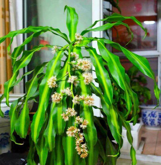 龙血树的寓意与风水作用