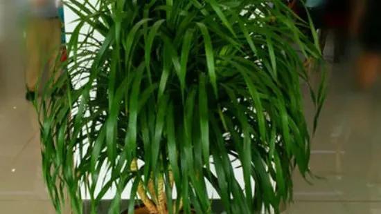 龙血树的寓意与风水作用