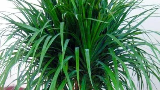 龙血树的寓意与风水作用