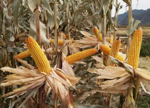 美加605玉米种子简介