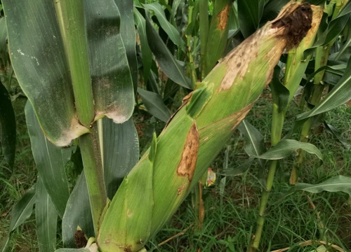 美加605玉米种子简介