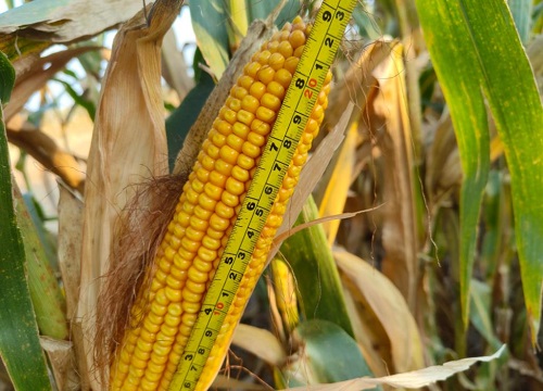 美加605玉米种子简介