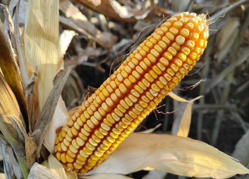 美加605玉米种子简介