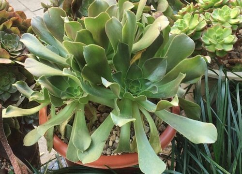 夏天怎么养法师状态好