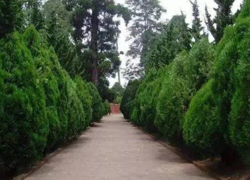 植物怎样过冬的方法