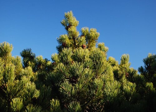 植物怎样过冬的方法