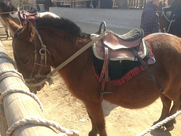 马的繁殖后代的方式