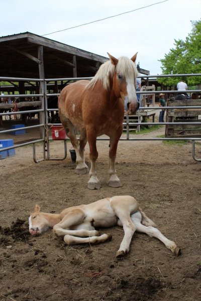 马的繁殖后代的方式