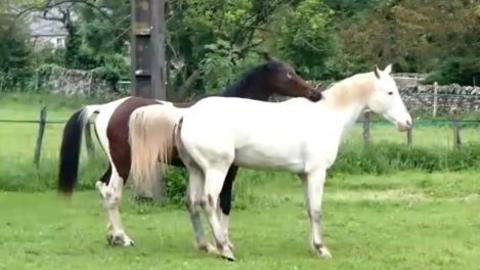 马的繁殖后代的方式