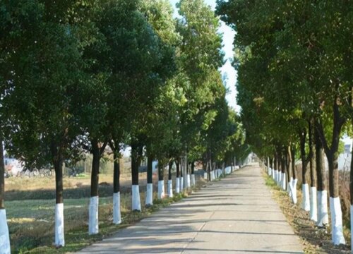 冬天给树刷石灰是什么原因