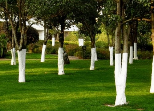 冬天给树刷石灰是什么原因