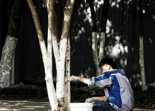 冬天给树刷石灰是什么原因