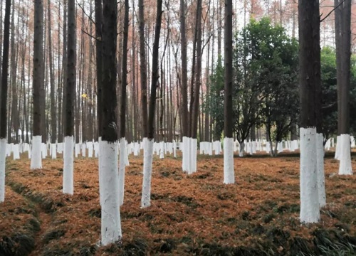 冬天给树刷石灰是什么原因