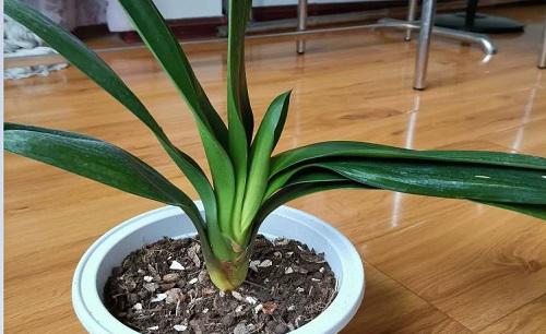 怎样让君子兰叶子油亮