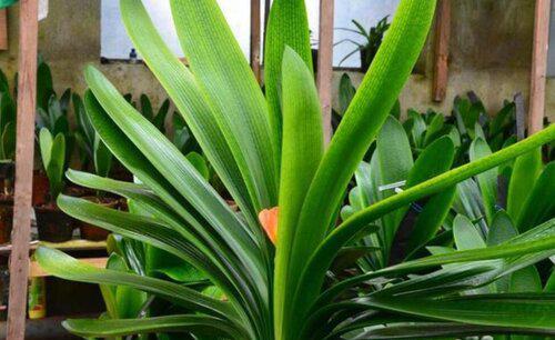 怎样让君子兰叶子油亮