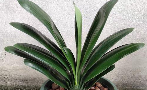 怎样让君子兰叶子油亮