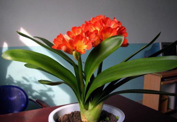 怎样让君子兰叶子油亮