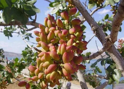 开心果几月份成熟采摘