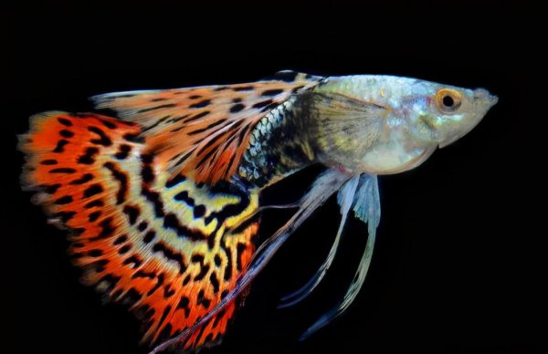 孔雀鱼缸铺石头还是裸缸好