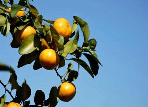 金桔冬天怎么养护