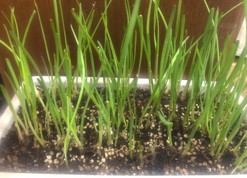 韭菜喜阴还是喜阳光的植物