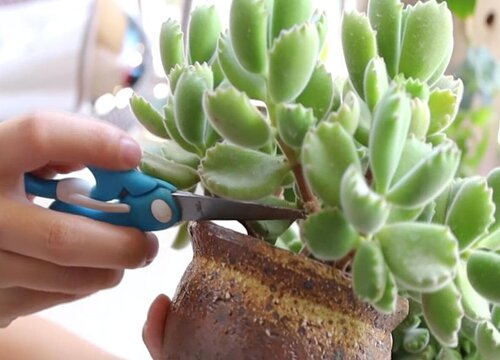 熊童子扦插多久生根