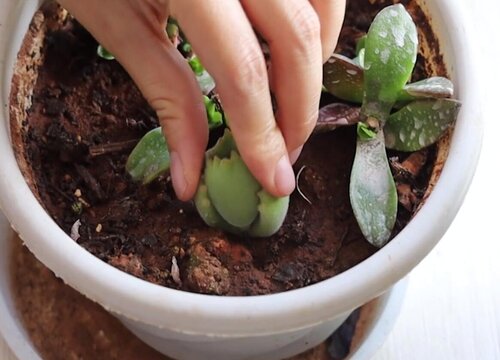 熊童子扦插多久生根