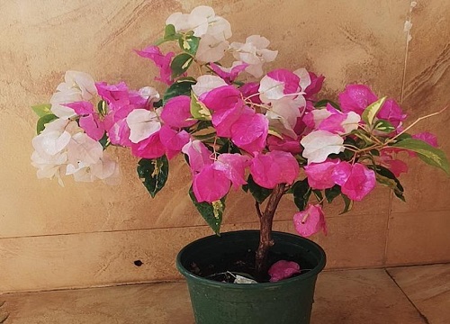 三角梅开花后怎么养护延长花期