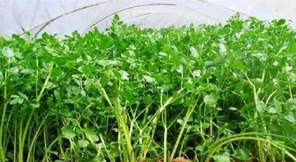 芹菜种子不发芽是什么原因