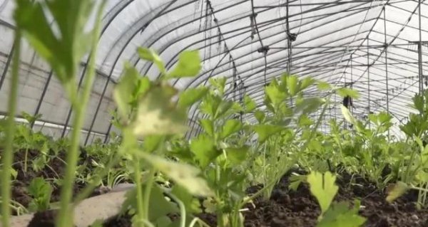 芹菜种子不发芽是什么原因