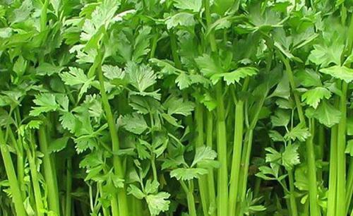 芹菜种子不发芽是什么原因