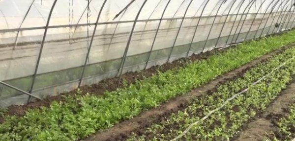 芹菜种子不发芽是什么原因