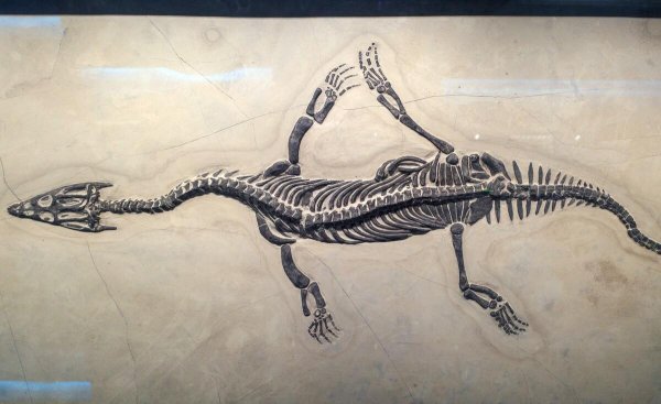 海里的恐龙叫什么名字