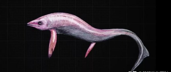 海里的恐龙叫什么名字