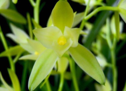 兰花摆放哪里招财